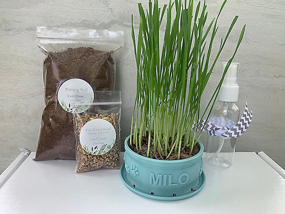 Cat Grass Kit, Cat Enrichment, Cat Grass Planter, Personalized Cat Planter, Cat Lover Box, Cat Lover Gift, Cat Gift