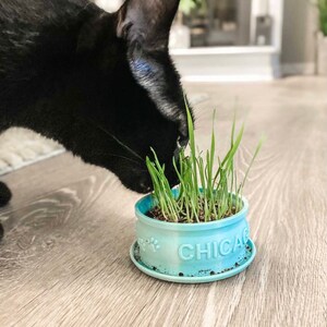Peut inclure: Un chat noir mangeant de l'herbe &agrave; chat dans un pot en c&eacute;ramique bleu clair avec le mot "CHICAGO" sur le c&ocirc;t&eacute;.