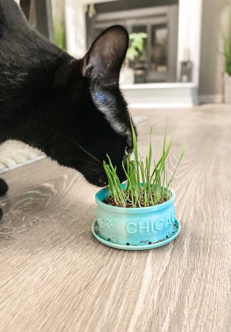 Peut inclure: Un chat noir mangeant de l'herbe &agrave; chat dans un pot en c&eacute;ramique bleu clair avec le mot "CHICAGO" sur le c&ocirc;t&eacute;.