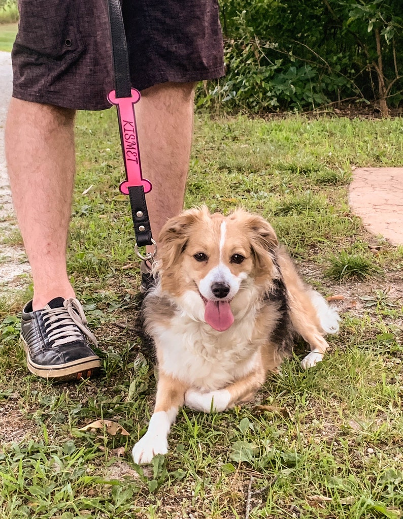 May include: A brown and white dog with a pink bone-shaped leash that says "KISMET" on it. The dog is sitting on the grass and looking at the camera.