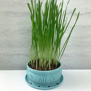 Peut inclure: Un pot en c&eacute;ramique bleu clair avec le nom "MILO" imprim&eacute; sur le devant. Le pot a des empreintes de pattes autour du bord et est rempli d'herbe verte.