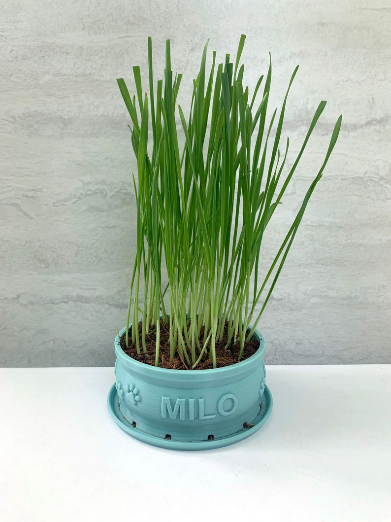 Peut inclure: Un pot en c&eacute;ramique bleu clair avec le nom "MILO" imprim&eacute; sur le devant. Le pot a des empreintes de pattes autour du bord et est rempli d'herbe verte.