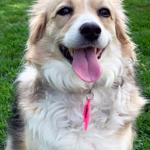May include: A happy, fluffy, white and brown dog with a pink lightning bolt shaped dog tag that says "Kismet".