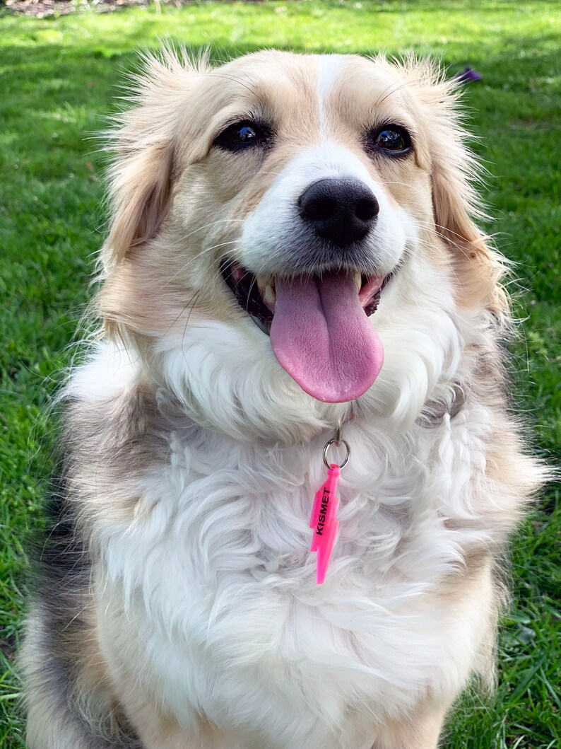 May include: A happy, fluffy, white and brown dog with a pink lightning bolt shaped dog tag that says "Kismet".