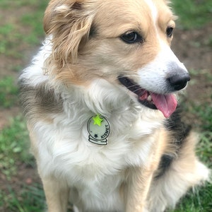 May include: A white, brown, and black dog with a green and black dog tag that says "Kismet" is sitting on a patch of green grass.