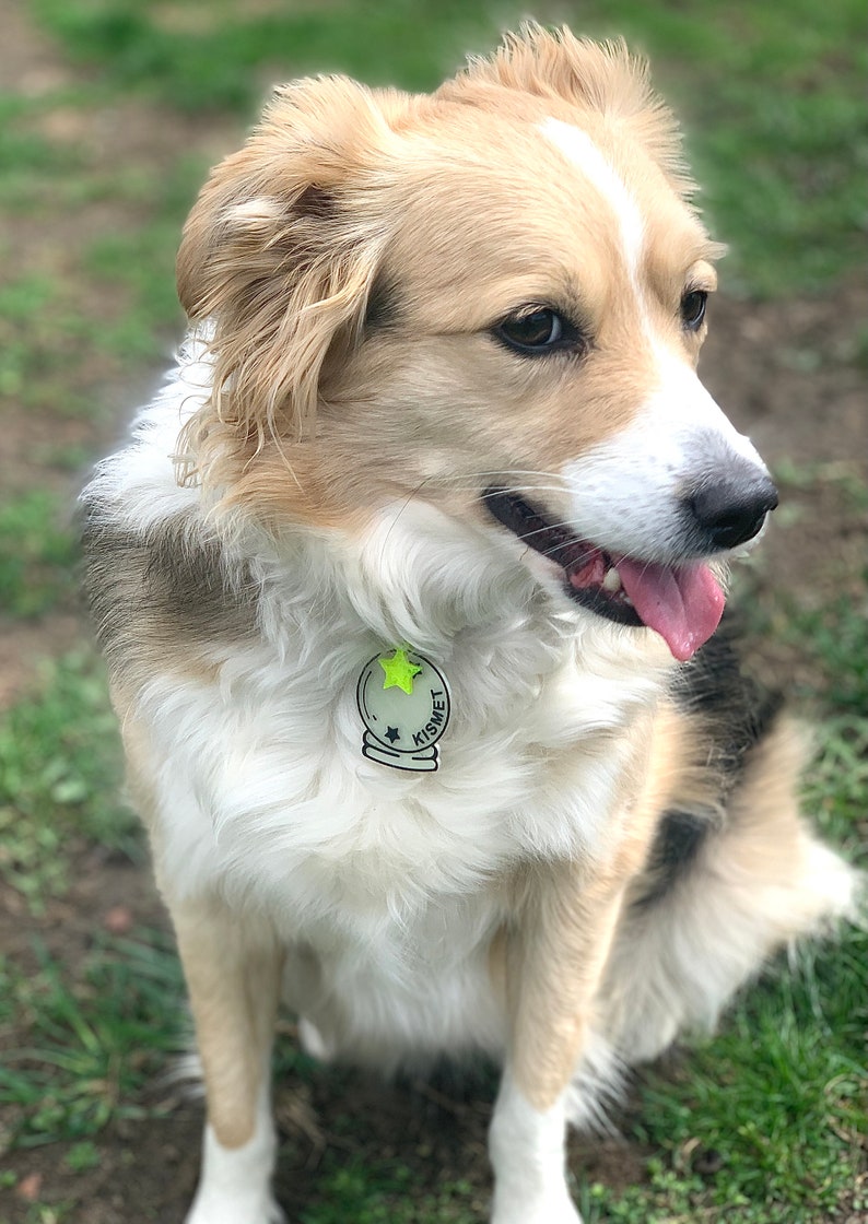 May include: A white, brown, and black dog with a green and black dog tag that says "Kismet" is sitting on a patch of green grass.
