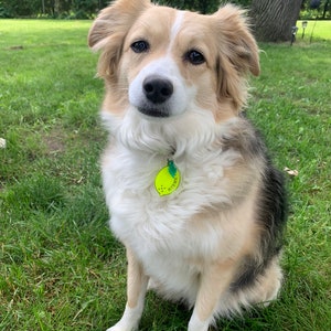 May include: A white, brown, and black dog with floppy ears sits on green grass. The dog is wearing a yellow tag with the word "KISMET" on it.