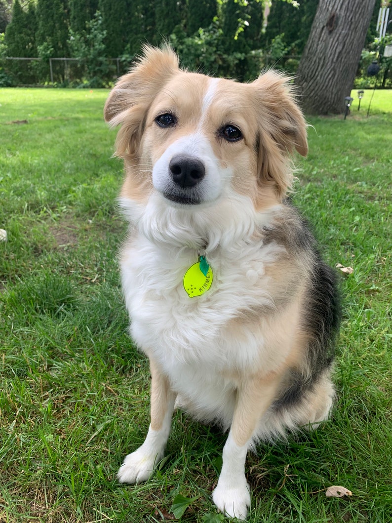 May include: A white, brown, and black dog with floppy ears sits on green grass. The dog is wearing a yellow tag with the word "KISMET" on it.