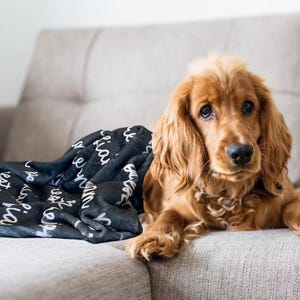 Peut inclure: Un chien Cocker Spaniel dor&eacute; se repose sur un canap&eacute; gris &agrave; c&ocirc;t&eacute; d'une couverture noire. La couverture est orn&eacute;e d'un texte manuscrit blanc. Le chien a de longues oreilles tombantes et un regard concentr&eacute;. Le canap&eacute; est de couleur neutre, cr&eacute;ant une sc&egrave;ne chaleureuse.