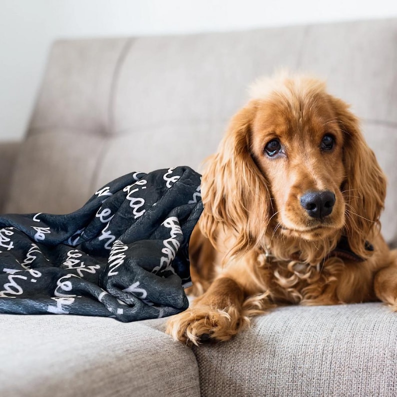 Peut inclure: Un chien Cocker Spaniel dor&eacute; se repose sur un canap&eacute; gris &agrave; c&ocirc;t&eacute; d'une couverture noire. La couverture est orn&eacute;e d'un texte manuscrit blanc. Le chien a de longues oreilles tombantes et un regard concentr&eacute;. Le canap&eacute; est de couleur neutre, cr&eacute;ant une sc&egrave;ne chaleureuse.