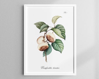 Dampfnudel-Plant, Rhineland-Palatinate, Pfalzliebe Poster, Kitchen, Plants Poster, 13 x 18 cm - 50 x 70 cm, Watercolor, Fine Art Print, artprintsisters