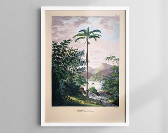 Vintage Palm Trees Poster, Palm Trees Print, Vintage Print Palm Trees, Vintage Botanic Art, 13 x 18 cm - 50 x 70 cm, artprintsisters