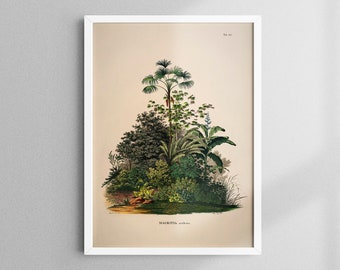 Vintage palm tree print, palm tree poster, vintage print, 13 x 18 cm - 50 x 70 cm, artprintsisters