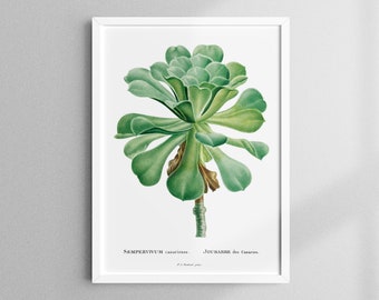 Vintage poster cactus, poster succulent, vintage print, botanic art, 13 x 18 cm to 50 x 70 cm, artprintsisters