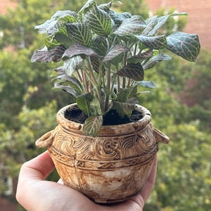Puede incluir: Una pequeña planta en maceta con hojas verdes y rosadas en una maceta de cerámica marrón con un diseño decorativo.