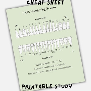 Puede incluir: Una guía de estudio imprimible verde claro titulada "Tooth Numbering Cheat Sheet". La guía muestra un diagrama de arcadas dentales superiores e inferiores con dientes numerados. El texto incluye "Tooth Numbering System".