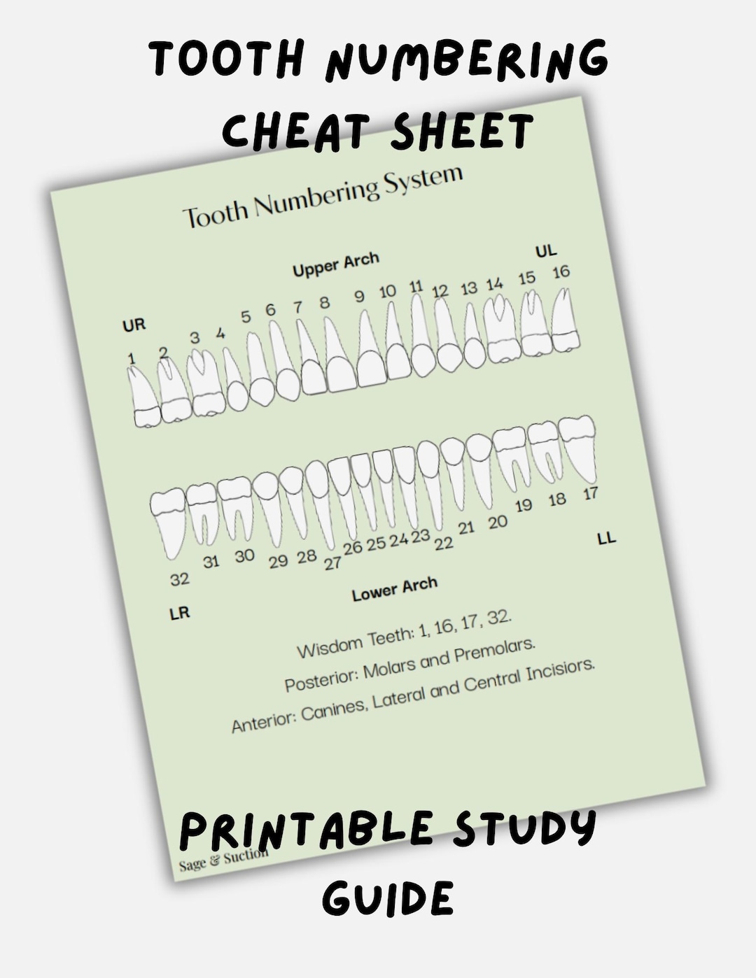 Tooth Number Cheat Sheet Printable | Dental Assistant Study Guide ...