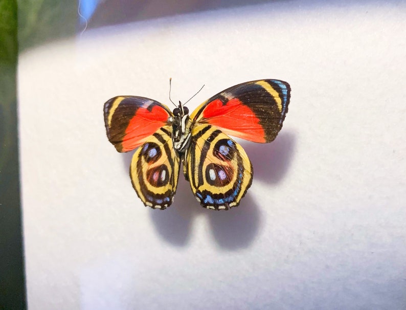 Mounted Anaea Ryphea and Callicore Hystaspes Butterfly Pair - Etsy