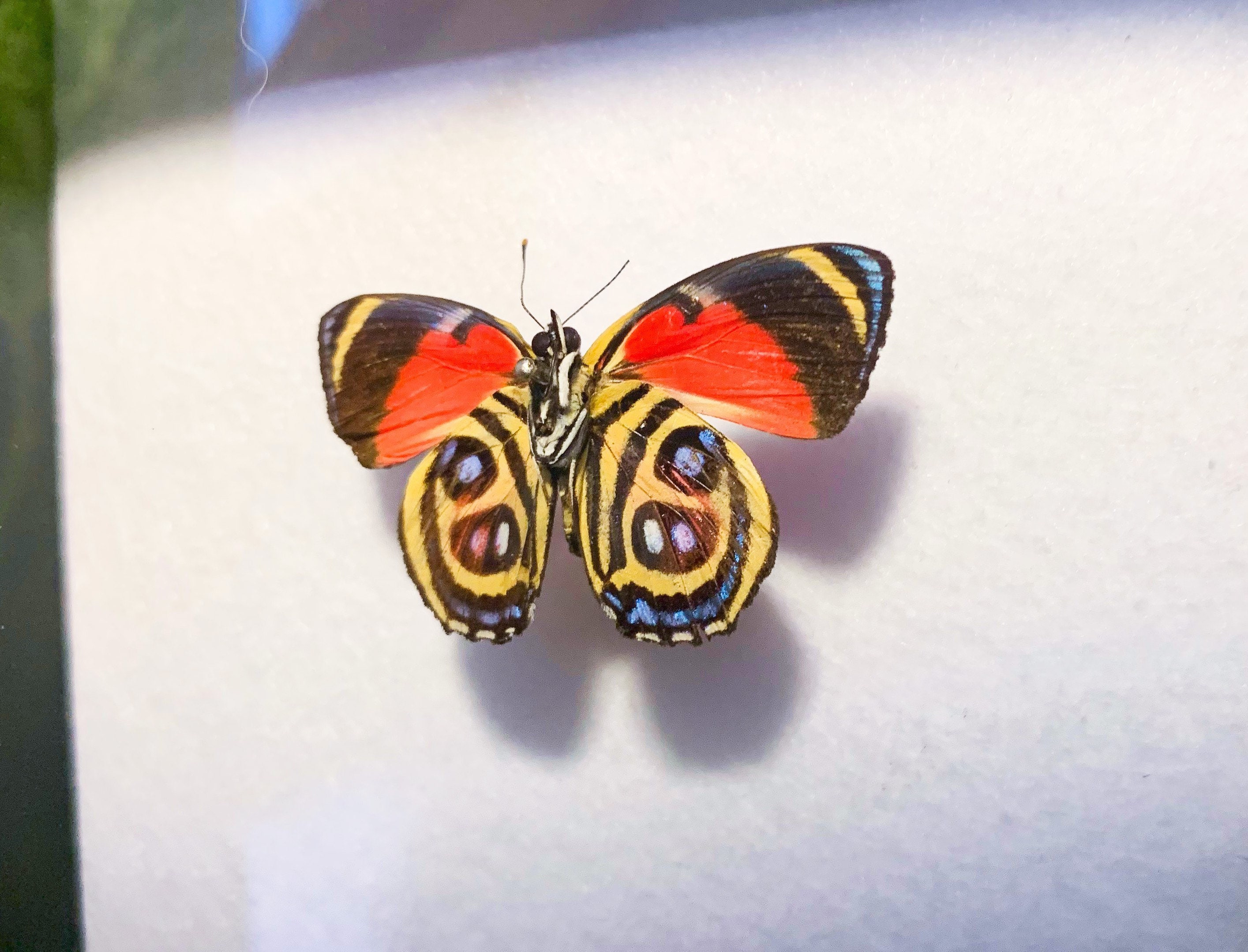 Mounted Anaea Ryphea and Callicore Hystaspes Butterfly Pair - Etsy
