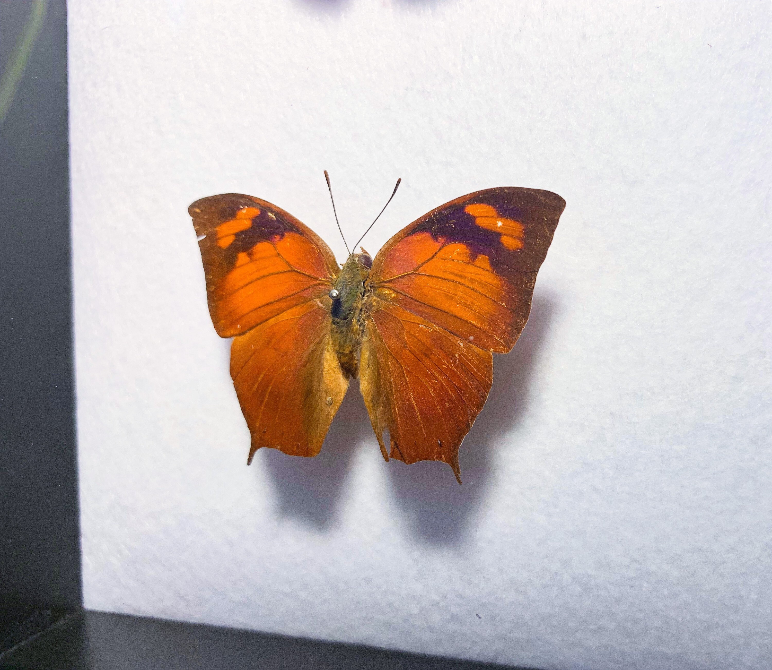 Mounted Anaea Ryphea and Callicore Hystaspes Butterfly Pair - Etsy