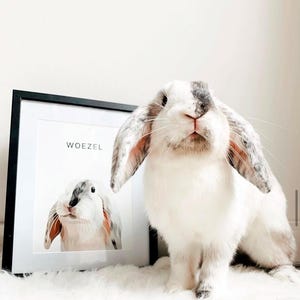 Custom Bunny Drawing, Custom Rabbit Sign Pet Portrait for Rabbit House, Pet Portrait Memorial, Personalized Pet Portrait, Bunny Lover Gifts