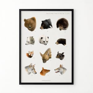 May include: A framed zoological print on a white background featuring twelve detailed illustrations of various animal heads, including bears and canines, arranged in a grid. Each animal is numbered, and the print includes small text at the top and bottom.