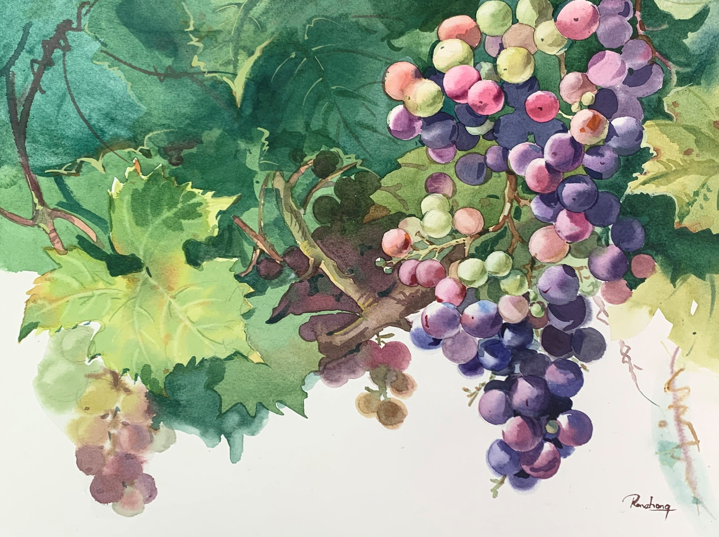 Grapes on a Vine Original Art Watercolor Painting Fruit Etsy