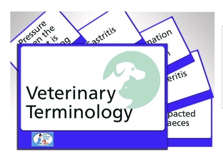 Veterinary Nursing Veterinary Terminology Flash Cards Bumper Etsy UK