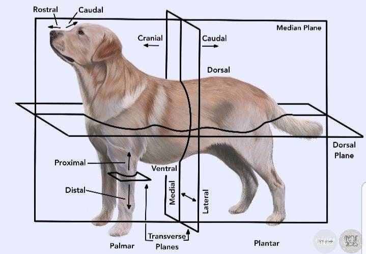Veterinary Anatomical Directions Poster A4 - Etsy UK