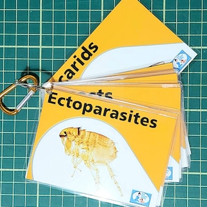 Ectoparasite Veterinary Flash Cards - RVN/SVN/Veterinary - Revision Tools