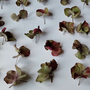 Fiori naturali non pressati per la lavorazione/ortensia essiccata