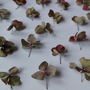 Fiori naturali non pressati per la lavorazione/ortensia essiccata