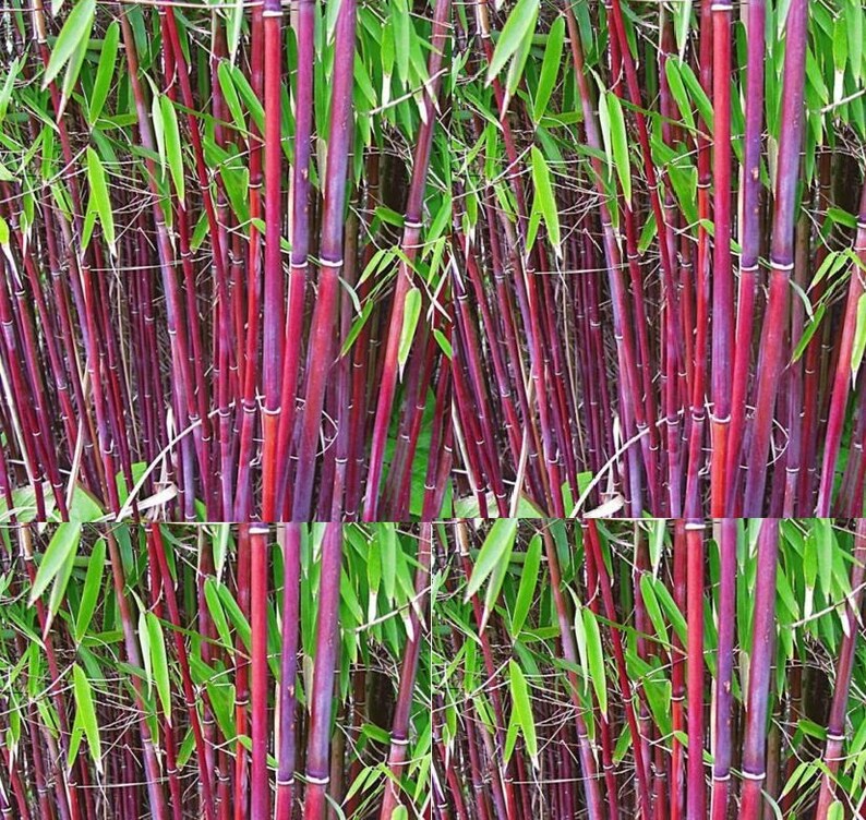 50 Siergras Bamboo Seeds Rare Red Bamboo Etsy