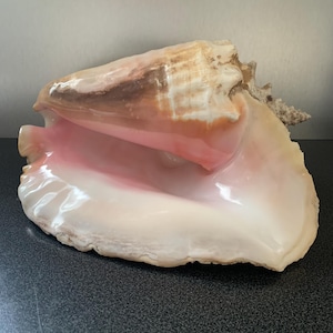 Può includere: Una grande conchiglia rosa e marrone con una finitura liscia e lucida. La conchiglia è aperta e ha un'ampia apertura arrotondata.