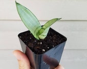 Sanseveria moonshine