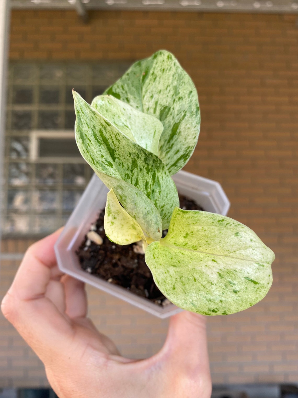 Snow Queen Pothos Epipremnum Devils Ivy 3 Etsy