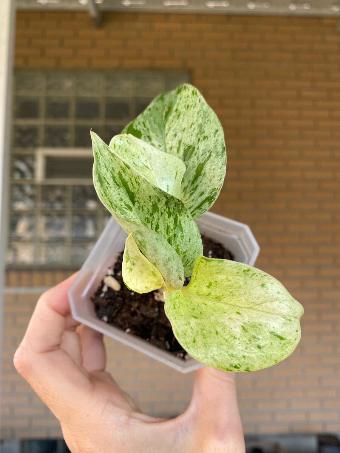 Snow Queen Pothos Epipremnum Devils Ivy 3 Etsy