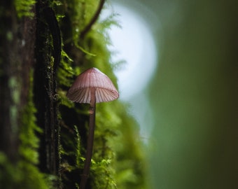 Small Worlds - Mushroom Land V.1, Tree Mushrooms