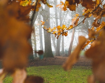 Portland Oregon, University of Portland, Fall Morning