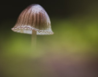 Small Worlds - Mushroom Land Vol.2, Tree Mushrooms
