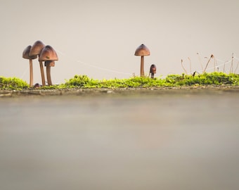 Small Worlds - Mushroom Land Vol.3