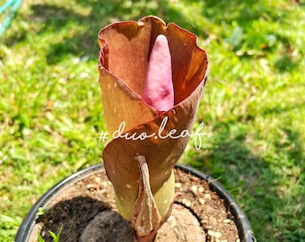 Amorphophallus Paeoniifolius  (Rare Plant / indoor Plant / Caudex plant)