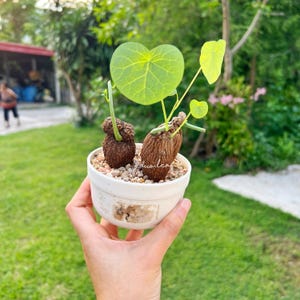Set 3 of Stephania Suberosa / Rare Exotic Indoor Plants, Exotic Succulent,  Easy-care Plant, Unique Bonsai, Free Shipping With Phytt Cert - Etsy