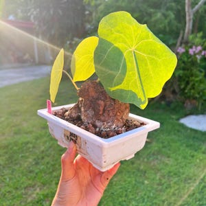 Stephania Nova XXL (265g) Unique Bulbous Plant for Indoor Collection, Perfect for Plant Enthusiasts & Decor, free shipping with Phyto Cer