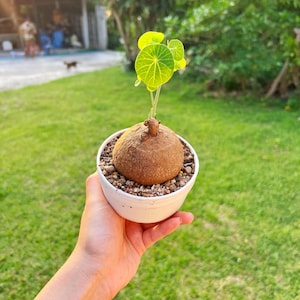 Exotic plant  Stephania Erecta - Unique Indoor, Outdoor Plants, Exotic Caudex, Rare succulents, free shipping with Phyto, Beginner friendly