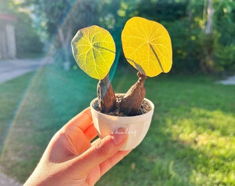 Set 2 bulbs - XS size Stephanie Nova (Kaweesakii)  / rare plant / Caduex plant / indoor plant