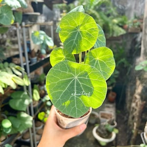 Stephania Nova L (140g) (Kaweesakii)  | caudice | caduex plant | Rare plant | Uncommon Plants | Tropical Plants | Free shipping & Phyto