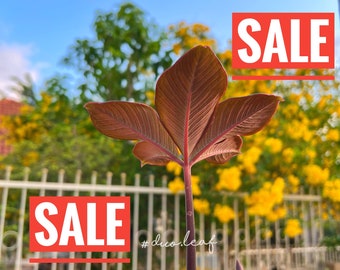 SALE - Amorphophallus Atroviridis x2x3x4 RANDOM Pick ( S-XL Size )