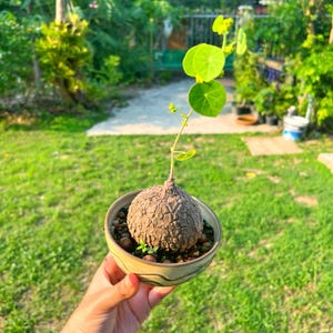May include: A Stephania erecta plant with a large, round, textured brown caudex bulb sitting in a shallow, beige ceramic bowl filled with small pebbles. A single thin, light green stem grows upward, featuring several small, round, bright green leaves.