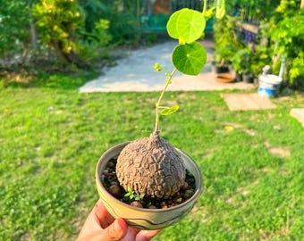 Rare crack-shell Stephania Erecta 7.5 cm - 185g  | Rare Thai Plant | Bonsai-Like Tuber Garden | Rare Exotic Indoor Plant  | Free shipping